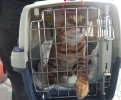 Перевозка кошек в самолете